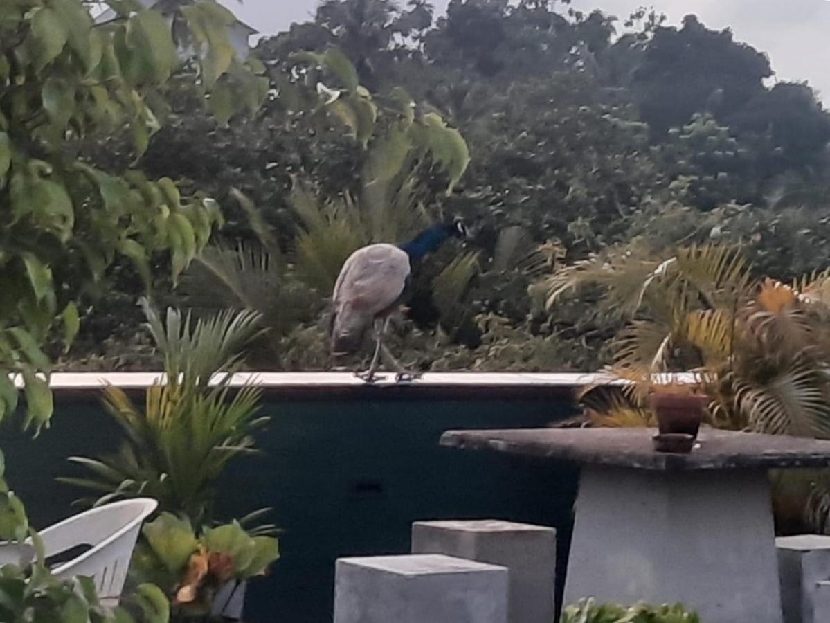 Amaya Rest Galle Luaran gambar